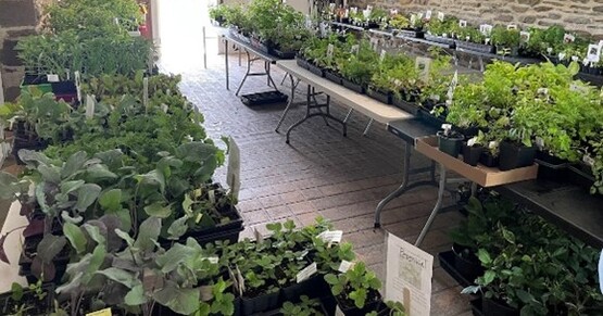 OMGV Plant Sale
