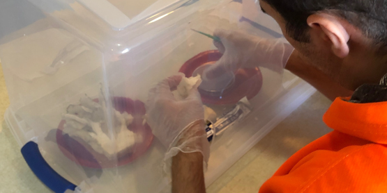 mushroom cultivation