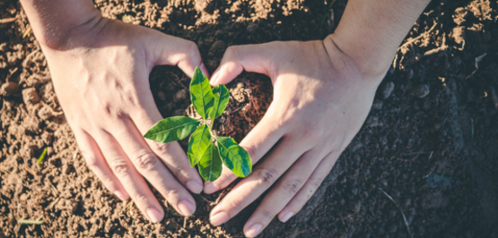 Earth Day planting of trees
