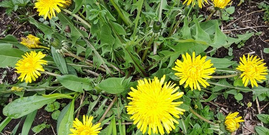 Foraging for Wild Edibles, April 9, 2026, 6:30 pm - 8:00 pm