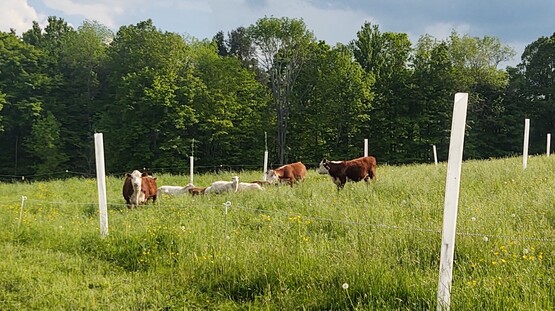 silvopasture co-grazing sheep and cattle