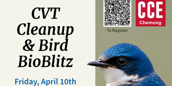 Join Cornell Cooperative Extension of Chemung County and State Parks Staff for a field outing on Friday April 10th, 2026 @10am ~ 2pm. We will be working on cleaning up the Catharine Valley Trail near Mark Twain State Park in the morning, taking a break for lunch, and then doing a Bird BioBlitz to identify and count as many birds as we can in the early afternoon.

More specifics to come; for now, plan on bringing water, lunch, and binoculars for the day 

Meeting Location: https://maps.app.goo.gl/dpbjEyaPoaaoumku5

Rain check day: April 17th
Please fill out this form to help us plan for your presence, Thank you :)
  