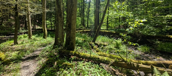 Woods in Danby State Forest

