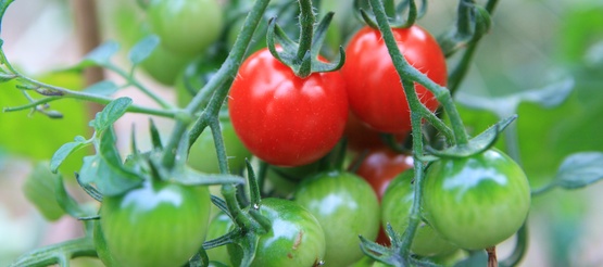 Cherry Tomatoes