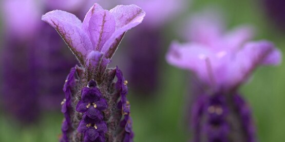 Join the CCE Cut Flower Program Work Team for webinars supporting both new and established cut flower operators. 