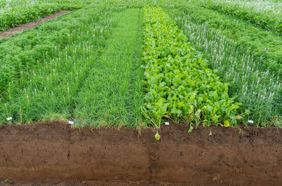 Join the CCE Cut Flower Program Work Team for webinars supporting both new and established cut flower operators.  