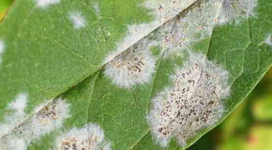 Join the CCE Cut Flower Program Work Team for webinars supporting both new and established cut flower operators.  