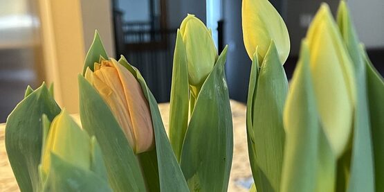 Join the CCE Cut Flower Program Work Team for webinars supporting both new and established cut flower operators. 