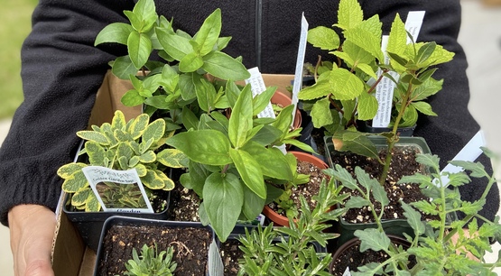 Herbs and Perennials