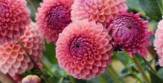 Join the CCE Cut Flower Program Work Team for webinars supporting both new and established cut flower operators.  