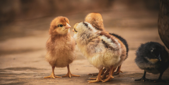 Little chicks