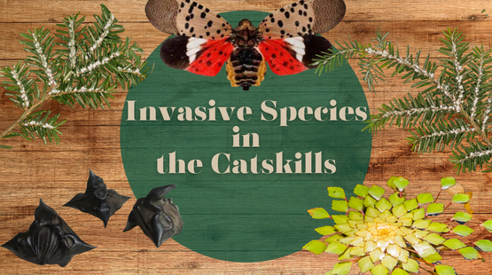 BANNER Invasive Species in Catskills