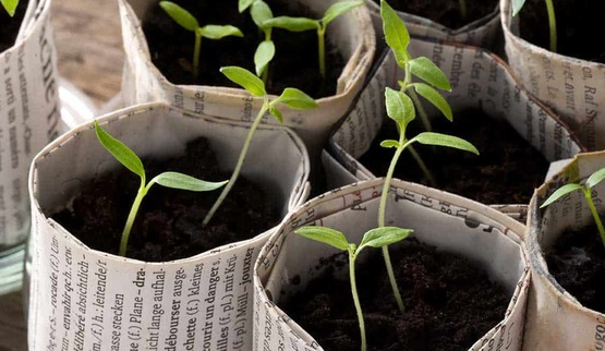Newspaper Paper Pot Seed Starting