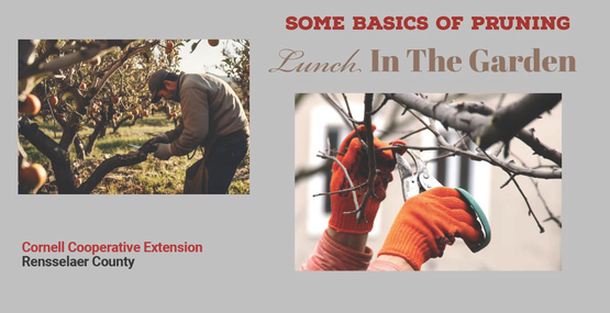 LITG Basics of pruning