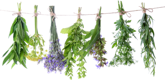 Beyond Basil - MG workshop 2026