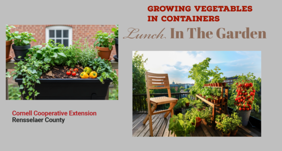 LITG Growing Vegetables in containers