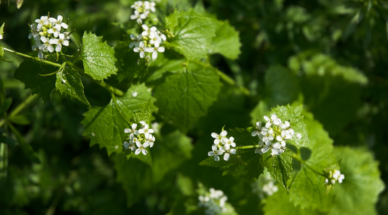 garlic mustard invasive