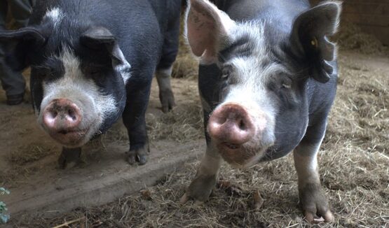 BANNER CSM Raising Pigs