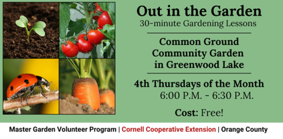 Out in the Garden
30-minute Gardening Lessons
Common Ground Community Garden in Greenwood Lake
4th Thursdays of the Month
6:00 P.M. - 6:30 P.M.
