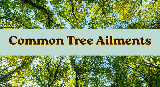 BANNER Tree Ailments