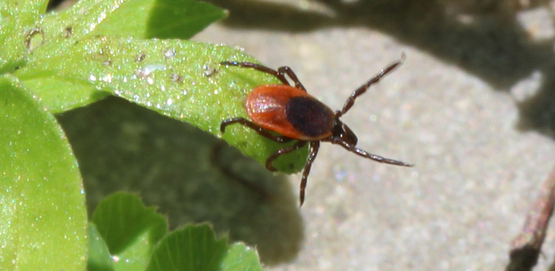 Questing adult female BLT / blacklegged tick adult on leaf with front legs extended