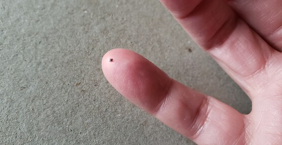 Black-legged tick on a pinky finger
