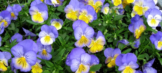 pansies