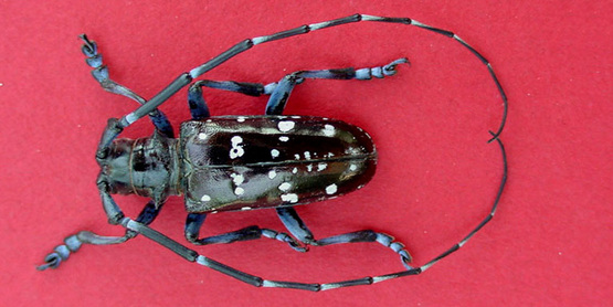 Asian longhorned beetle (male)