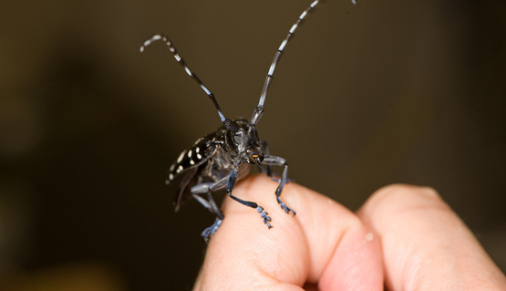 Asian Longhorned Beetle