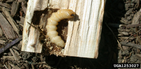 Asian Longhorned Beetle larva