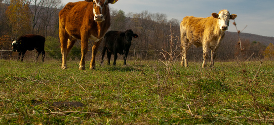 Beef cattle at Polyface Farm, Va.
