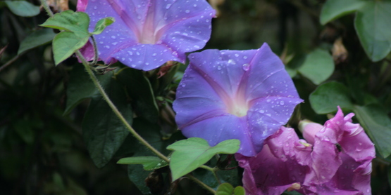 Beautiful Morning Glory by Swaminathan