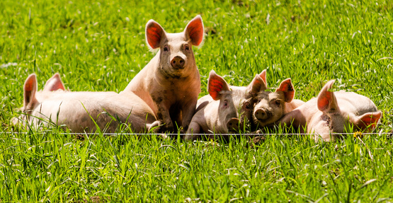 Pigs in a field