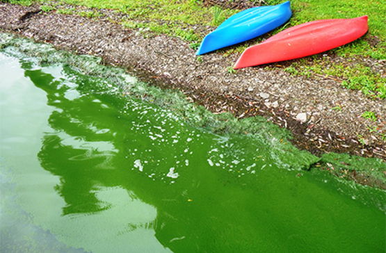 Harmful algal blooms, HABs, may make the water look bright green or like pea soup. From NYS DEC Harmful Algal Blooms (HABs) Photo Gallery