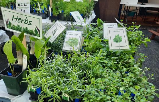 Herbs at MG Plant Sale 2024