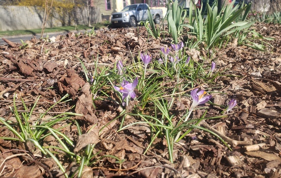 Photo of flowers in the Curbside Garden