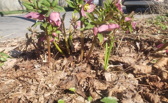 Lenten Rose in the Curbside Garden