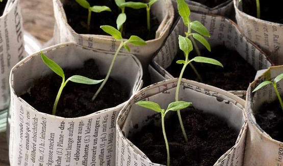 Newspaper Paper Pot Seed Starting
