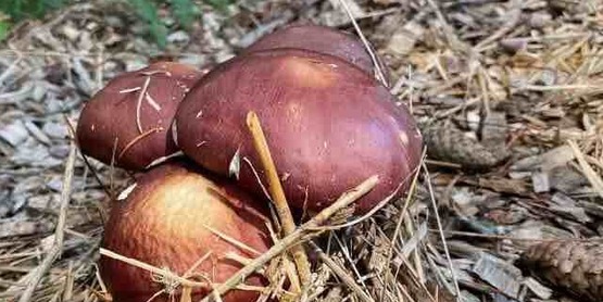 Young wine cap mushrooms emerging from a substrate mix of woodchips and straw.