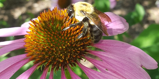 Bee on flower
