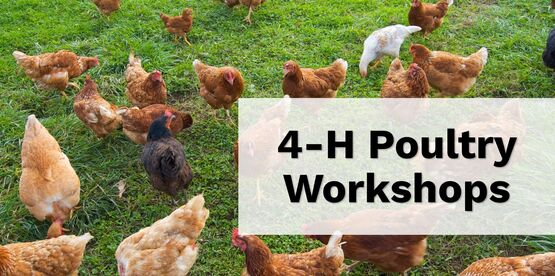 4-H poultry workshops