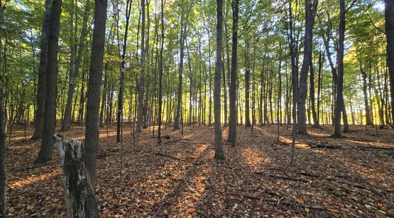 St. Lawrence County Forest