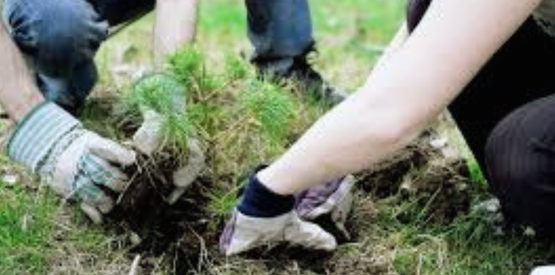 Hands planting a tree in dirt