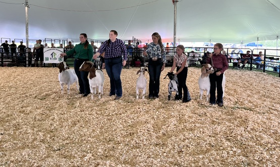 2025 4-H showcase goat show