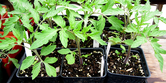 small tomato plants in pots for sale at the annual Ithaca NY plant sale
