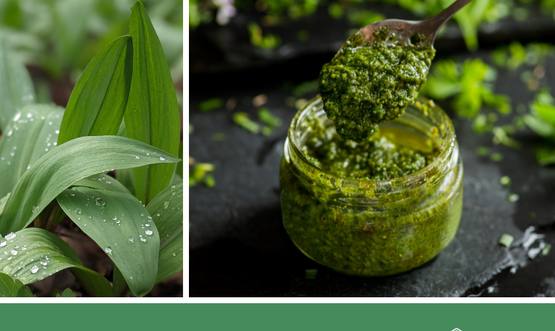 Banner image of wild leeks and pesto