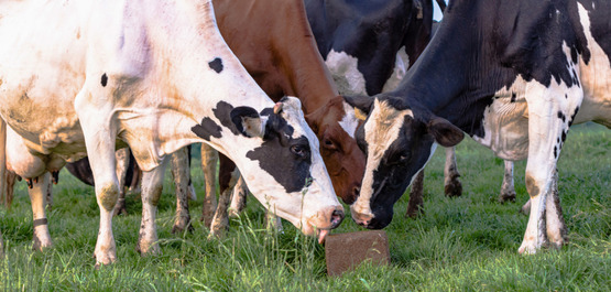 cows licking salt block