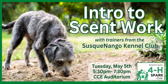 Our visiting instructors for the day-- from the SusqueNango Kennel Club-- J​oelle and her Labrador Retriever, Jimmi, are ​an active competitive team in AKC Scent Work. They have progressed from the Novice level all the way to the Detective class in just a few short years. Together, they have earned titles across every level of the sport, with the exception of Detective—where Jimmi is currently working toward completion, already holding 3 out of the required 10 legs.

Beyond competition, Joelle is passionate about teaching and growing the sport. With a background in behavior and learning, she focuses on building strong foundations, clear communication, and confidence in both dogs and handlers. Her approach emphasizes that scent work is for every dog—regardless of age, breed, or experience.

Their presentation will introduce the fundamentals of nose work, including:

What scent work is and how it taps into a dog’s natural instincts.
How to get started in a way that builds motivation and clarity.
An overview of the four main elements: Containers, Interiors, Exteriors, and Buried.
A live demonstration showcasing how dogs problem-solve and communicate odor.
Joelle and Jimmi aim to make the sport approachable, engaging, and inspiring—helping others discover the joy of watching their dogs do what they were born to do.
​
​Please leave your dogs at home! This program is a demonstration, not a training session. 



Who: All Broome County 4-H Members

Date: Tuesday, May 5, 2026

Time: 5:30 pm

Where: CCE Auditorium,

840 Upper Front Street, Binghamton, NY 13905

