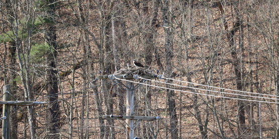 Ospreys on the nest at Mark Twain State Park