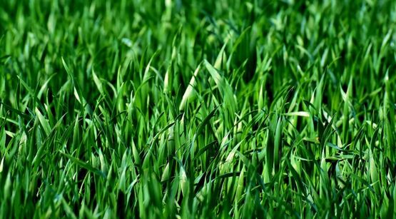 Turf